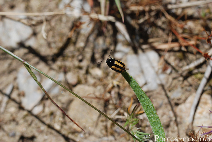 Cryptocephalus vittatus